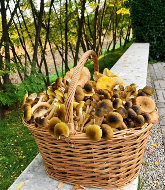 funghi del montello