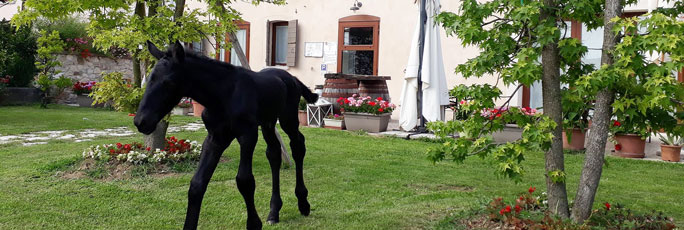 AGRITURISMO AL CAPRETTO A SACCON DI SAN VENDEMIANO (TV)